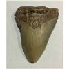 Image 1 : Prehistoric Megalodon Shark's Tooth Display Fossil