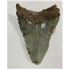Image 2 : Prehistoric Megalodon Shark's Tooth Display Fossil