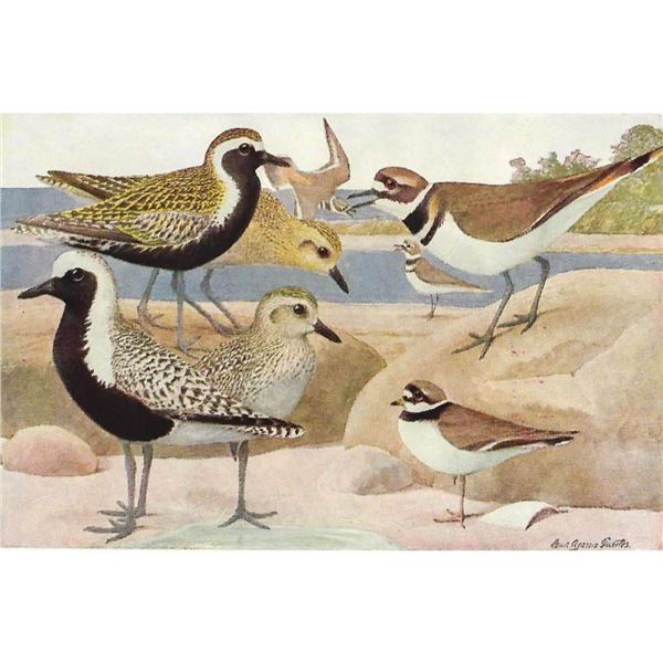 1936 Pearson Birds, #64 Plovers (Golden, Killdeer, Black-Bellied, Semipalmated)