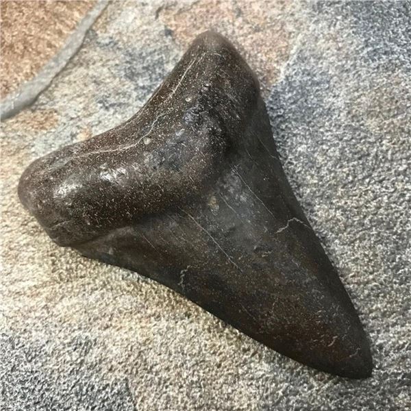 Extremely Rare, Megalodon "Swallow" Shark's Tooth Fossil