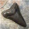Image 1 : Extremely Rare, Megalodon "Swallow" Shark's Tooth Fossil