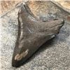 Image 2 : Extremely Rare, Megalodon "Swallow" Shark's Tooth Fossil