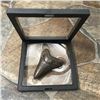 Image 3 : Extremely Rare, Megalodon "Swallow" Shark's Tooth Fossil