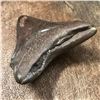 Image 4 : Extremely Rare, Megalodon "Swallow" Shark's Tooth Fossil
