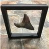 Image 6 : Extremely Rare, Megalodon "Swallow" Shark's Tooth Fossil