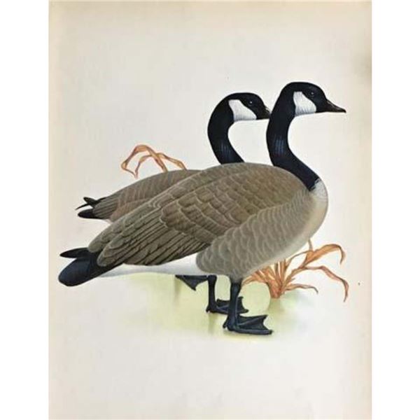 1950 Menaboni Bird Print, Canada Goose
