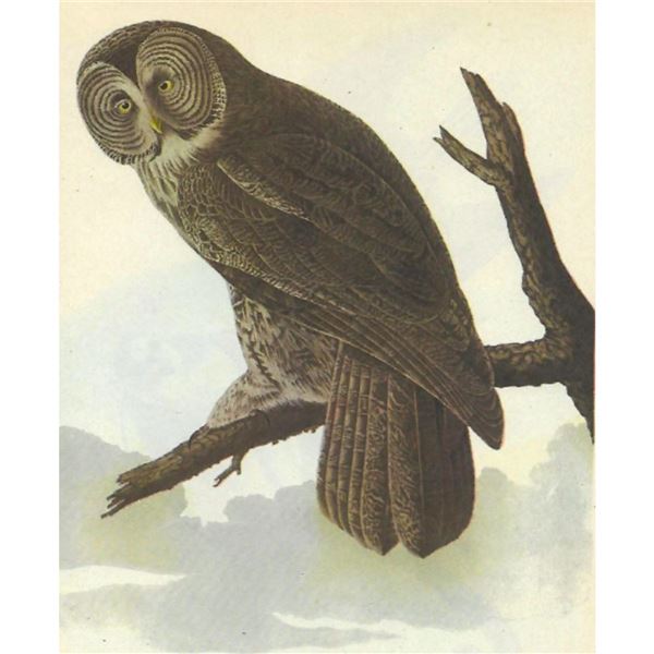 c1946 Audubon Print, #351 Great Gray Owl