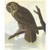 Image 1 : c1946 Audubon Print, #351 Great Gray Owl