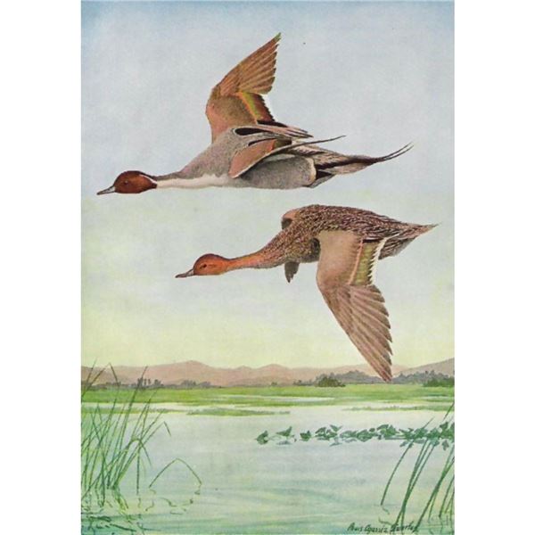 1936 Pearson Birds, #62 Pintail Duck