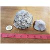 Image 1 : 2 sea creature fossils from Southern Saskatchewan -coin for reference only