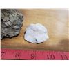 Image 2 : 2 sea creature fossils from Southern Saskatchewan -coin for reference only