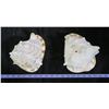 Image 2 : Two 'King Helmut' Sea Shells