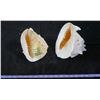 Image 3 : Two 'King Helmut' Sea Shells