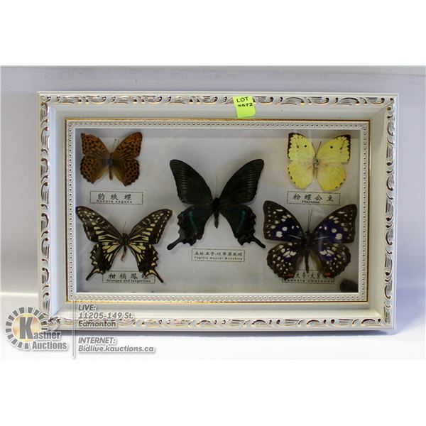 5 BUTTERFLY SPECIES IN SHADOW BOX.
