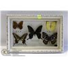 Image 1 : 5 BUTTERFLY SPECIES IN SHADOW BOX.