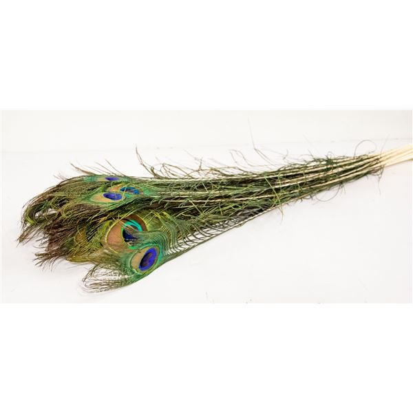 BUNDLE OF PEACOCK FEATHERS