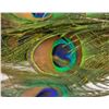 Image 2 : BUNDLE OF PEACOCK FEATHERS