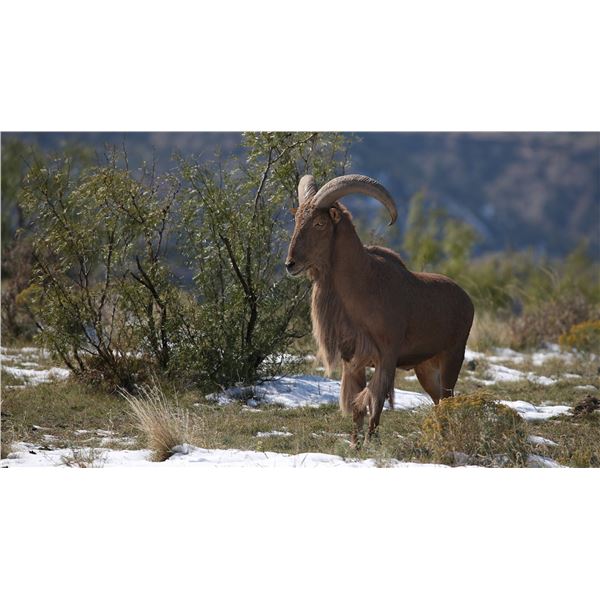 Exotics Hunt Package