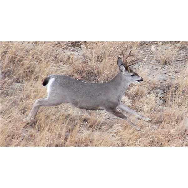 Coues Deer Hunt (Units 23, 24, 26 or 27)
