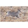 Image 1 : Coues Deer Hunt (Units 23, 24, 26 or 27)