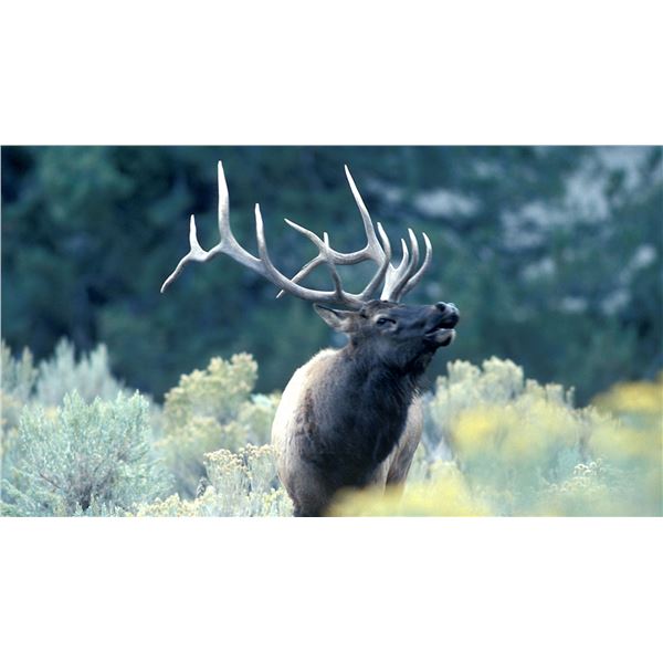 Elk Hunt (Units 34 or 36)