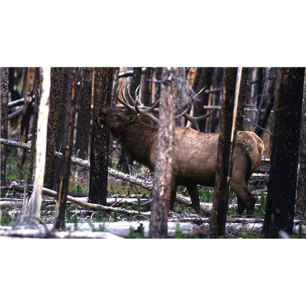 Elk Hunt (Unit 55A Valle Vidal)