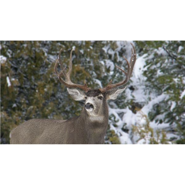 Mule Deer Hunt (Unit 2)