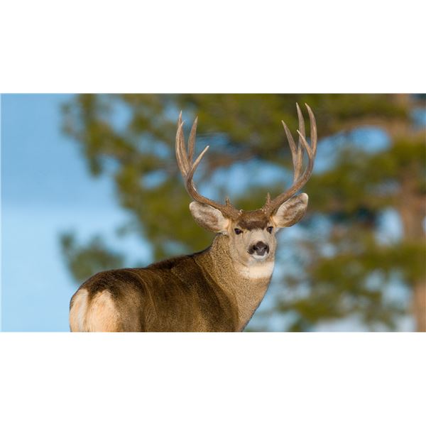 Mule Deer Hunt (Units 4 or 5)