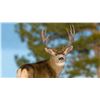 Image 1 : Mule Deer Hunt (Units 4 or 5)