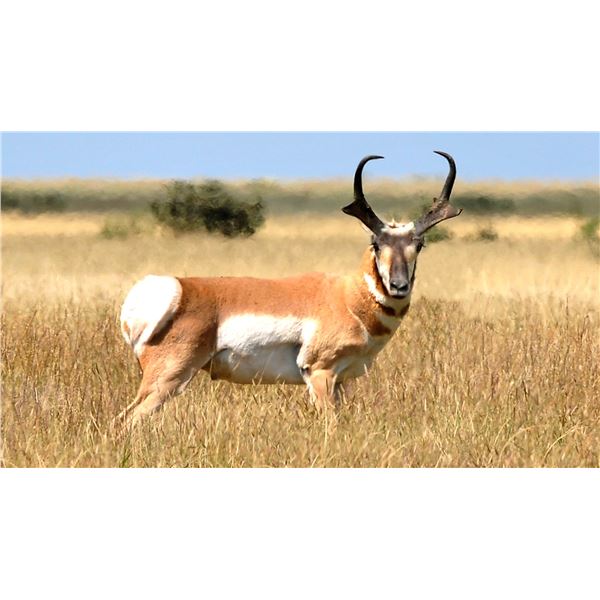 Pronghorn Antelope Hunt (Any open GMU)