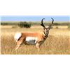 Image 1 : Pronghorn Antelope Hunt (Any open GMU)