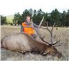 Image 1 : 2022 Colorado Statewide Elk License