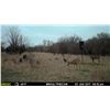 Image 2 : 5-Day Trophy Whitetail Hunt for One (1) Hunter in Kansas