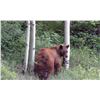 Image 1 : 2022 Nine Mile Black Bear Conservation Permit - Multi-Season