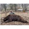 Image 2 : 5-Day Utah Black Bear Hunt for One (1) Hunter
