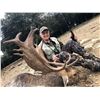 Image 1 : 4-Day Roe Deer or Fallow Deer or Mouflon sheep for One (1) Hunter and One (1) Non-Hunter