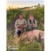 Image 2 : 3-Day Colorado Cow Elk Hunt for One (1) Hunter and One (1) Non Hunter