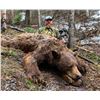 Image 1 : 2022 La Sal Black Bear Conservation Permit - Multi-Season
