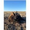 Image 1 : New Mexico Bison Hunt on 4,000 acre Ranch