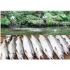 Image 1 : Freshwater Stream and Saltwater Fishing Package for 2 on Alaska Prince of Wales Island
