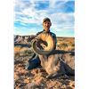 Image 1 : San Rafael North Desert Bighorn Sheep-UWSF