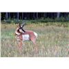 Image 1 : 2022 Utah San Rafael, Desert; Buck Pronghorn Conservation Permit