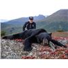 Image 2 : Alaska Black Bear Hunt for 2