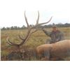 Image 2 : 13-Day Elk Hunt for One (1) Hunter on the Acoma Pueblo