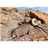 Image 2 : 2022 Utah Kaiparowits, East, Desert Bighorn Sheep Conservation Permit - Any Legal Weapon (Rifle)