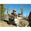 Image 2 : 2022 Jicarilla Tribe Mule Deer Auction Permit