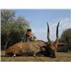 Image 3 : 10-Day South African Spiral Horn Slam & Cull Safari for Two (2) Hunters and Two (2) Observers in the