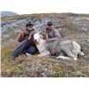 Image 2 : 2024 10 - DAY 1X1 FANNIN OR DALL'S SHEEP HUNT IN THE YUKON