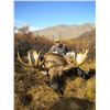 Image 2 : 2023 Alaskan Moose Hunt with Bearfoot Adventures