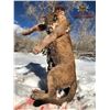 Image 2 : 5-Day Utah Mountain Lion Hunt for One (1) Hunter